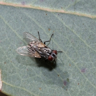 Muscidae (family) at Dunlop, ACT - 18 Nov 2024 by AlisonMilton