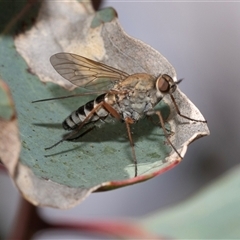 Anabarhynchus sp. (genus) (Stiletto Fly (Sub-family Therevinae)) at Dunlop, ACT - 19 Nov 2024 by AlisonMilton