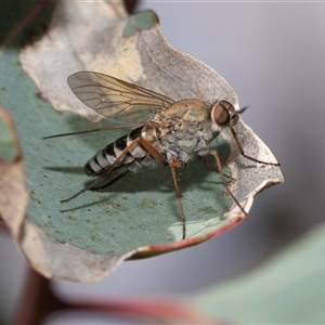 Anabarhynchus sp. (genus) (Stiletto Fly (Sub-family Therevinae)) at Dunlop, ACT by AlisonMilton