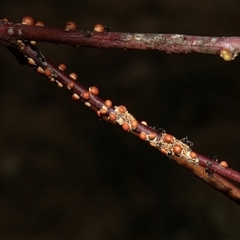 Eriococcus coriaceus (Gumtree Scale) at Nicholls, ACT - 1 Nov 2024 by AlisonMilton