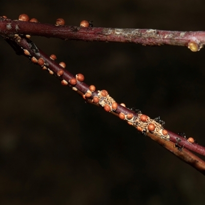 Eriococcus coriaceus (Gumtree Scale) at Nicholls, ACT - 1 Nov 2024 by AlisonMilton