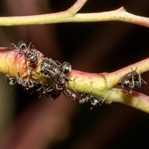 Iridomyrmex rufoniger at Nicholls, ACT - 1 Nov 2024