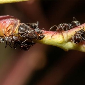 Iridomyrmex rufoniger at Nicholls, ACT - 1 Nov 2024