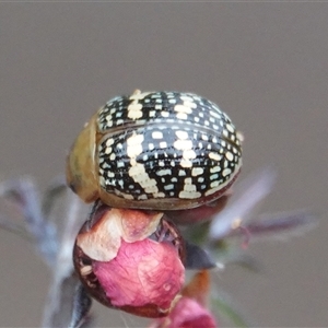 Paropsis pictipennis at Hall, ACT - 29 Nov 2024