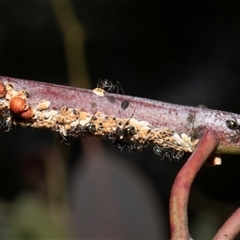 Eriococcus coriaceus (Gumtree Scale) at Nicholls, ACT - 1 Nov 2024 by AlisonMilton
