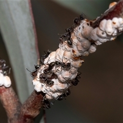 Eriococcus confusus (Gumtree scale) at Nicholls, ACT - 1 Nov 2024 by AlisonMilton