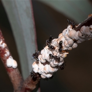 Iridomyrmex sp. (genus) at Nicholls, ACT - 1 Nov 2024