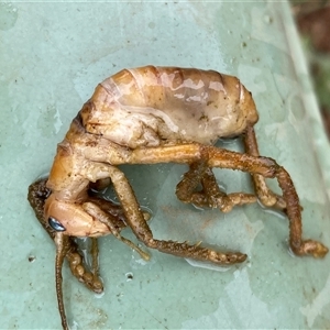 Unidentified Cricket (Orthoptera, several families) at Molonglo, ACT by SteveBorkowskis