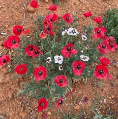 Papaver hybridum at Kenny, ACT - 28 Nov 2024 by SteveBorkowskis