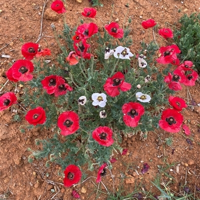 Papaver hybridum (Rough Poppy) at Kenny, ACT - 29 Nov 2024 by SteveBorkowskis