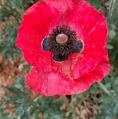 Papaver hybridum at Kenny, ACT - 29 Nov 2024