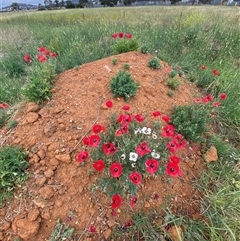 Papaver hybridum at Kenny, ACT - 29 Nov 2024