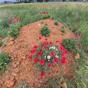 Papaver hybridum at Kenny, ACT - 29 Nov 2024