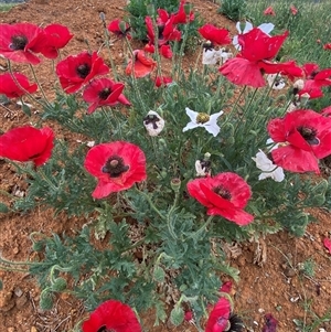 Papaver hybridum at Kenny, ACT - 29 Nov 2024