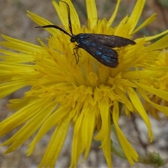 Pollanisus (genus) (A Forester Moth) at Yarralumla, ACT - 28 Nov 2024 by AndyRussell