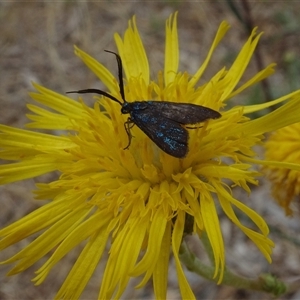 Pollanisus (genus) at Yarralumla, ACT - 28 Nov 2024