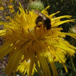 Lasioglossum (Chilalictus) sp. (genus & subgenus) (Halictid bee) at Yarralumla, ACT by AndyRussell