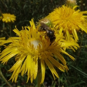 Lasioglossum (Chilalictus) sp. (genus & subgenus) at Yarralumla, ACT - 28 Nov 2024 11:33 AM