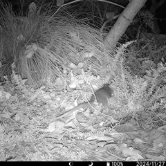 Pseudocheirus peregrinus (Common Ringtail Possum) at Mount Kembla, NSW - 27 Nov 2024 by BackyardHabitatProject