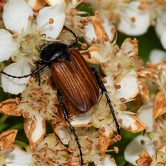 Phyllotocus rufipennis (Nectar scarab) at Nicholls, ACT - 1 Nov 2024 by AlisonMilton