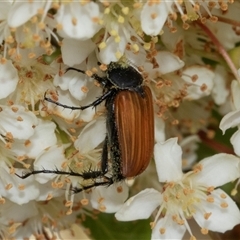 Phyllotocus rufipennis at Nicholls, ACT - 1 Nov 2024 12:24 PM