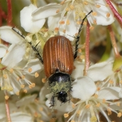 Phyllotocus rufipennis at Nicholls, ACT - 1 Nov 2024 12:24 PM