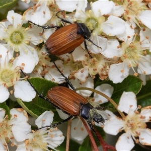 Phyllotocus rufipennis at Nicholls, ACT - 1 Nov 2024