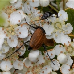 Phyllotocus kingii at Nicholls, ACT - 1 Nov 2024 by AlisonMilton