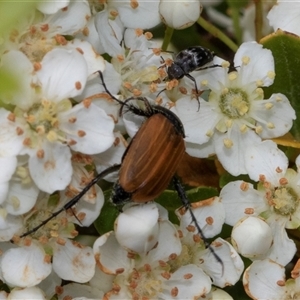 Phyllotocus rufipennis at Nicholls, ACT - 1 Nov 2024 12:25 PM