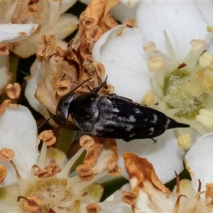 Mordella australis (Pintail or tumbling beetle) at Nicholls, ACT by AlisonMilton