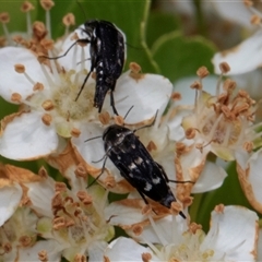 Mordella australis at Nicholls, ACT - 1 Nov 2024 12:27 PM