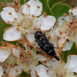 Mordella australis at Nicholls, ACT - 1 Nov 2024 12:27 PM