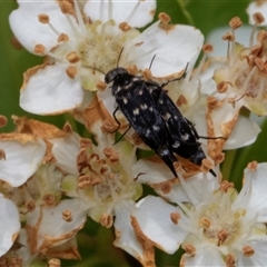 Mordella australis at Nicholls, ACT - 1 Nov 2024 12:27 PM