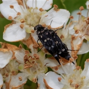 Mordella australis at Nicholls, ACT - 1 Nov 2024 12:27 PM