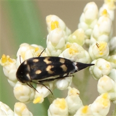 Mordella sydneyana (Pintail Beetle) at Acton, ACT - 28 Nov 2024 by ConBoekel