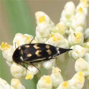 Mordella sydneyana (Pintail Beetle) at Acton, ACT by ConBoekel