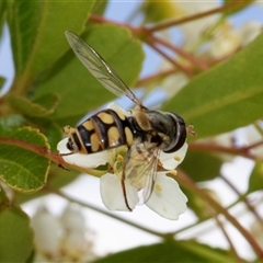 Simosyrphus grandicornis (Common hover fly) at Nicholls, ACT - 1 Nov 2024 by AlisonMilton