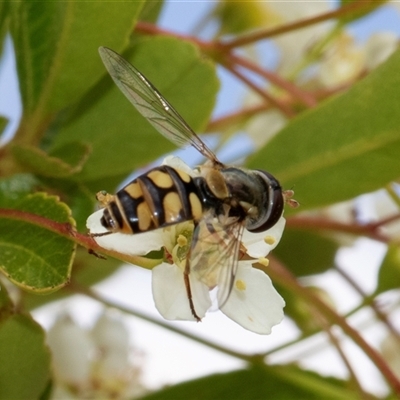 Simosyrphus grandicornis (Common hover fly) at Nicholls, ACT - 1 Nov 2024 by AlisonMilton