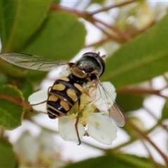 Simosyrphus grandicornis at Nicholls, ACT - 1 Nov 2024