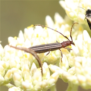 Syllitus rectus (Longhorn beetle) at Acton, ACT by ConBoekel