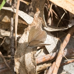 Zizina otis (Common Grass-Blue) at Bungonia, NSW by AlisonMilton