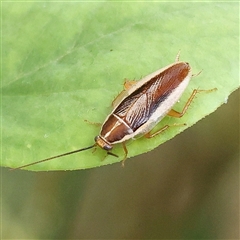 Balta bicolor (A balta cockroach) at O'Connor, ACT - 28 Nov 2024 by ConBoekel