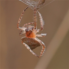 Dolophones sp. (genus) (Wrap-around spider) at Acton, ACT - 28 Nov 2024 by ConBoekel