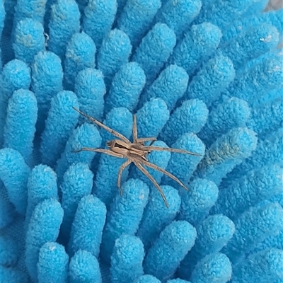 Argoctenus sp. (genus) (Wandering ghost spider) at Kambah, ACT - 29 Nov 2024 by GirtsO