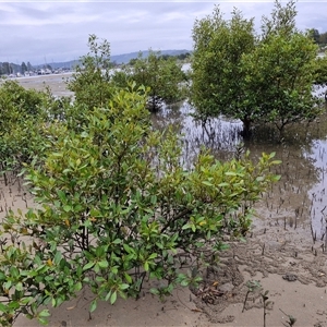 Avicennia marina subsp. australasica (Grey Mangrove) at Batemans Bay, NSW by trevorpreston