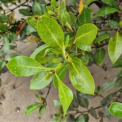 Avicennia marina subsp. australasica at Batemans Bay, NSW - 29 Nov 2024