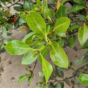 Avicennia marina subsp. australasica at Batemans Bay, NSW - 29 Nov 2024 06:48 PM