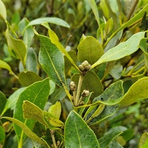 Avicennia marina subsp. australasica at Batemans Bay, NSW - 29 Nov 2024 06:48 PM