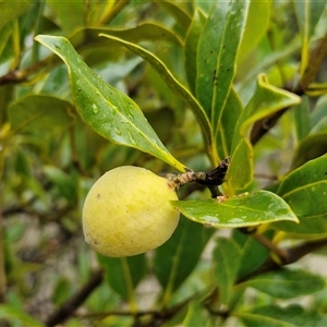 Avicennia marina subsp. australasica at Batemans Bay, NSW - 29 Nov 2024