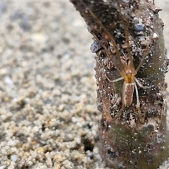 Tetragnatha sp. (genus) (Long-jawed spider) at Batemans Bay, NSW - 29 Nov 2024 by trevorpreston